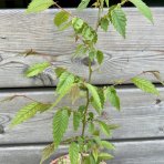 Zelkova ostrolistá (Zelkova serrata) - výška 40-60 cm, kont. C3L